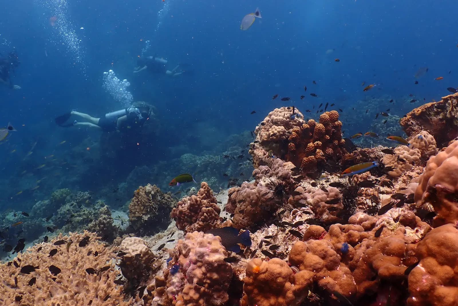 My First Dives in Koh Tao