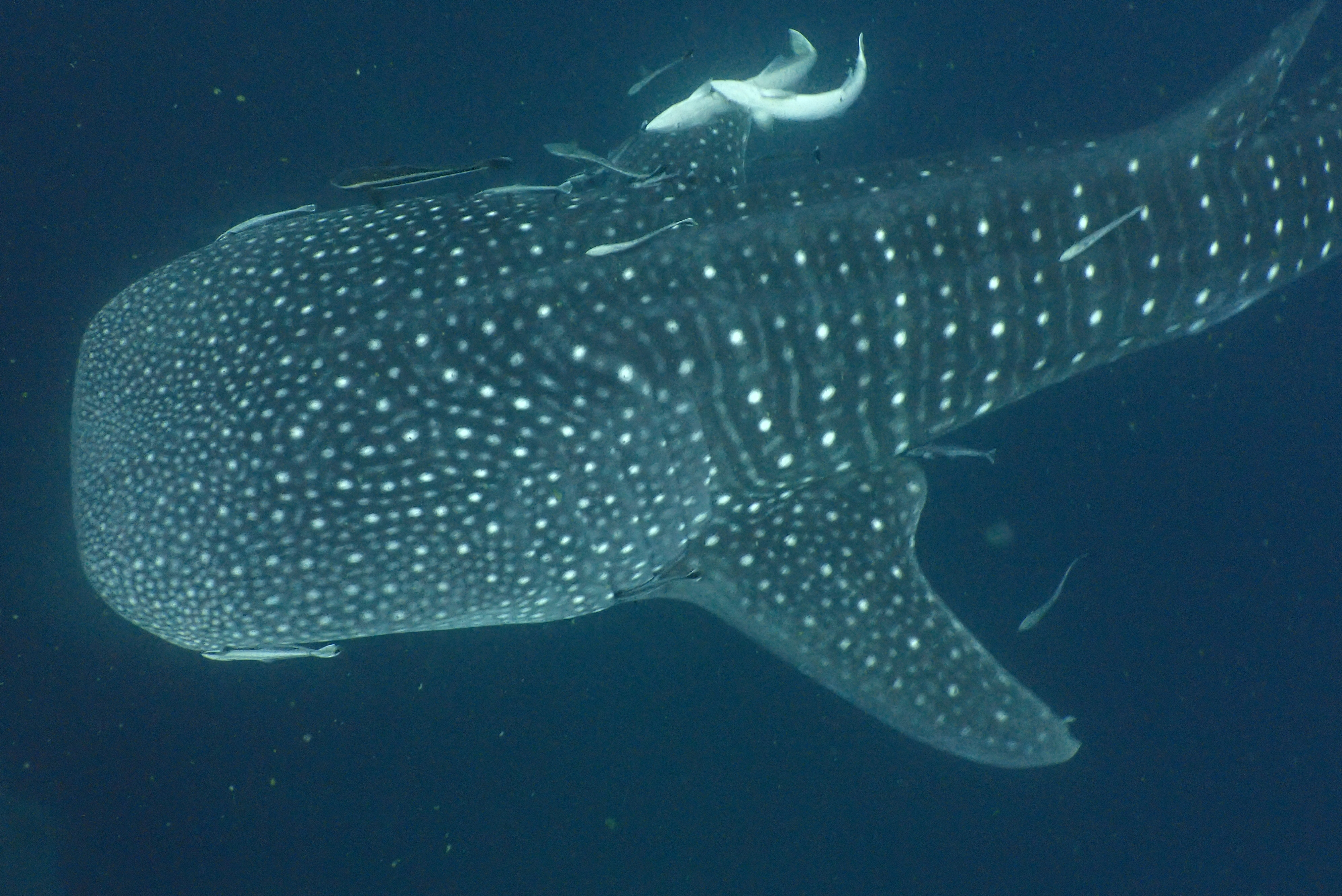 Chumphon Pinnacle image 2