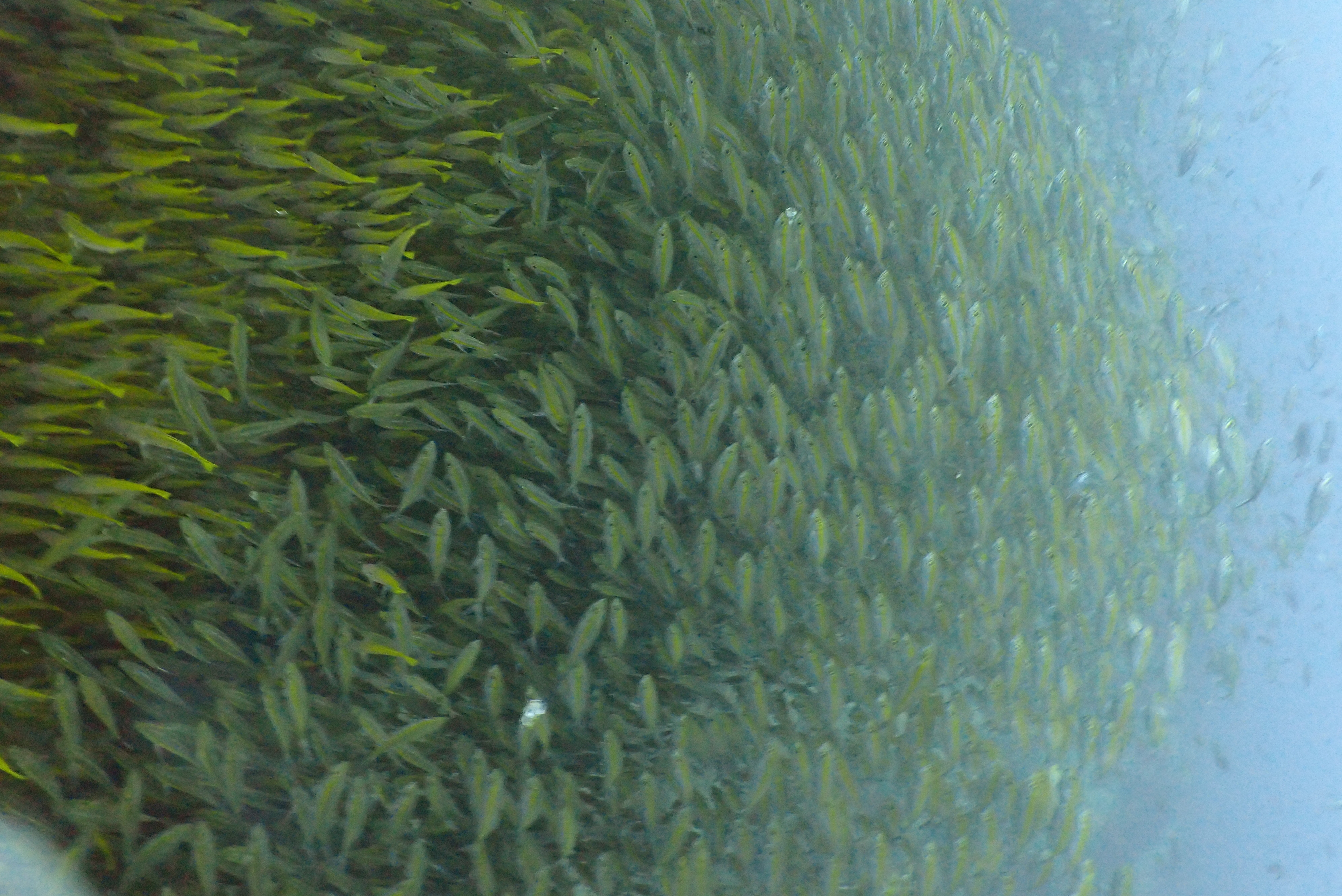 Chumphon Pinnacle image 3