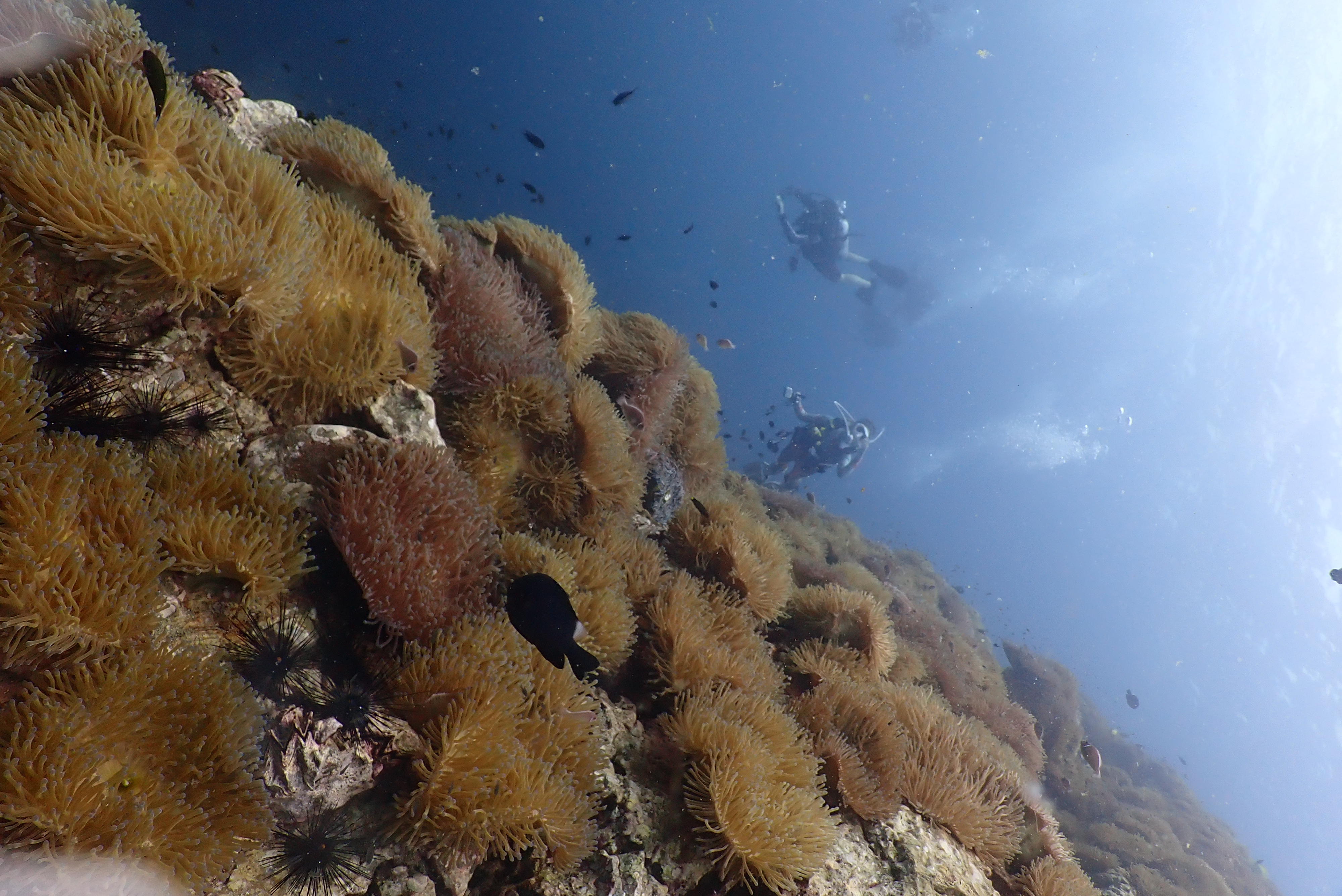 Chumphon Pinnacle image 4