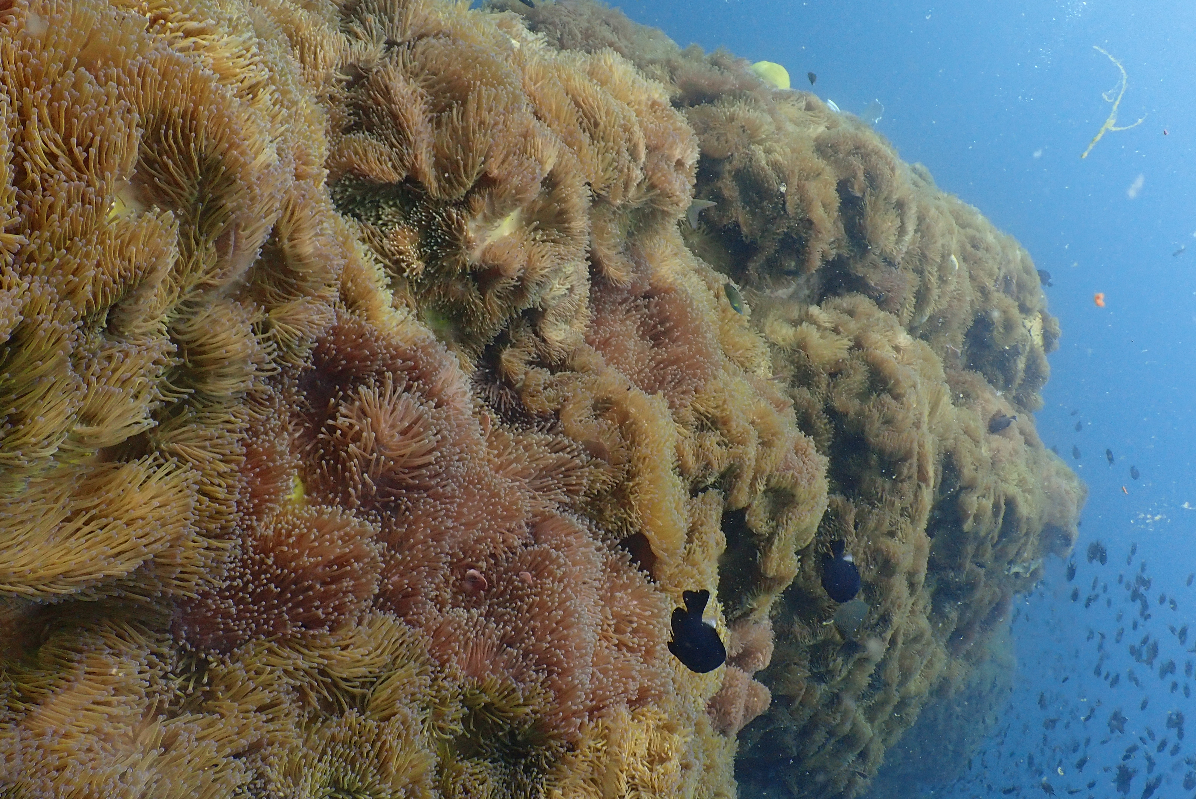 Chumphon Pinnacle image 5