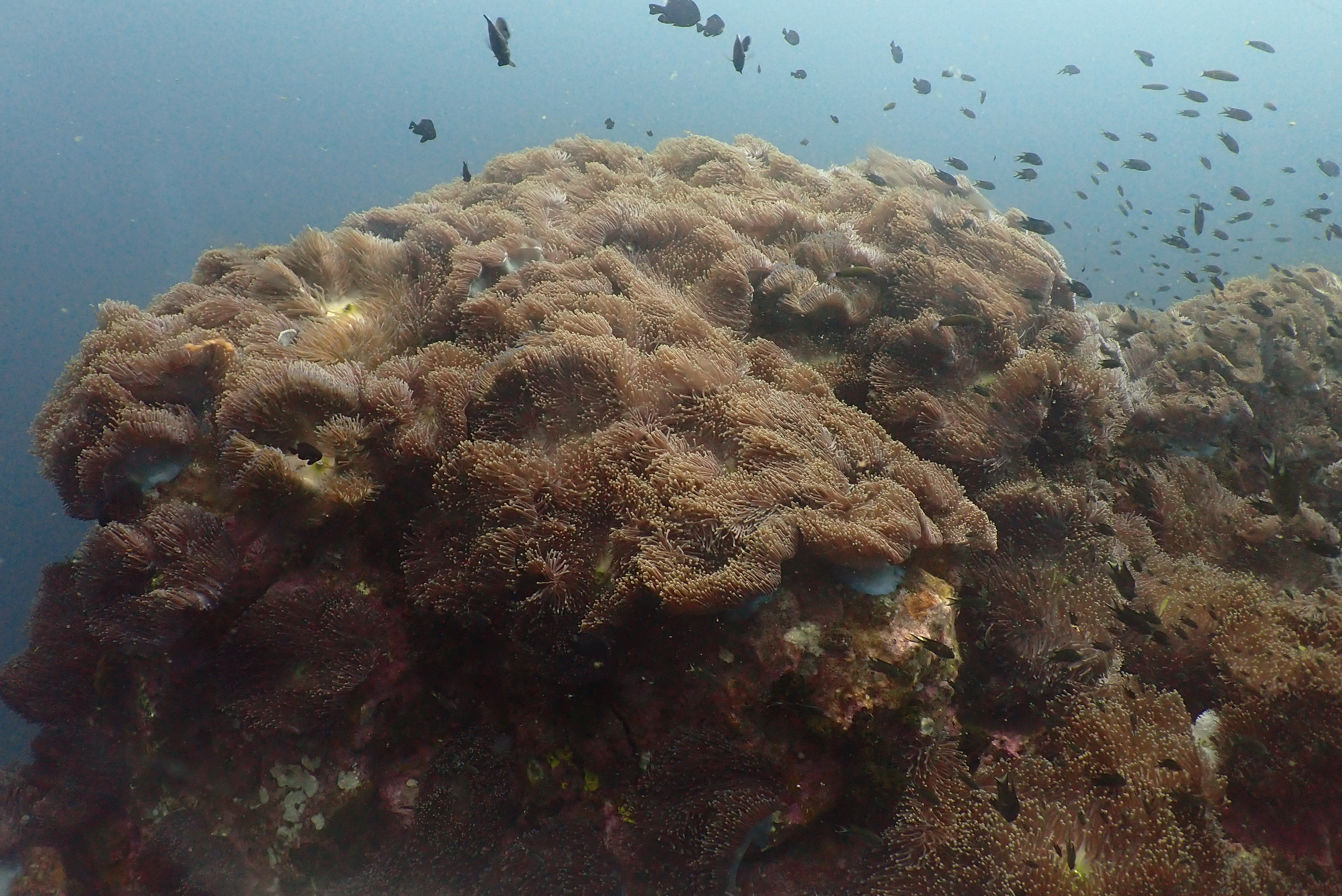 Chumphon Pinnacle image 6