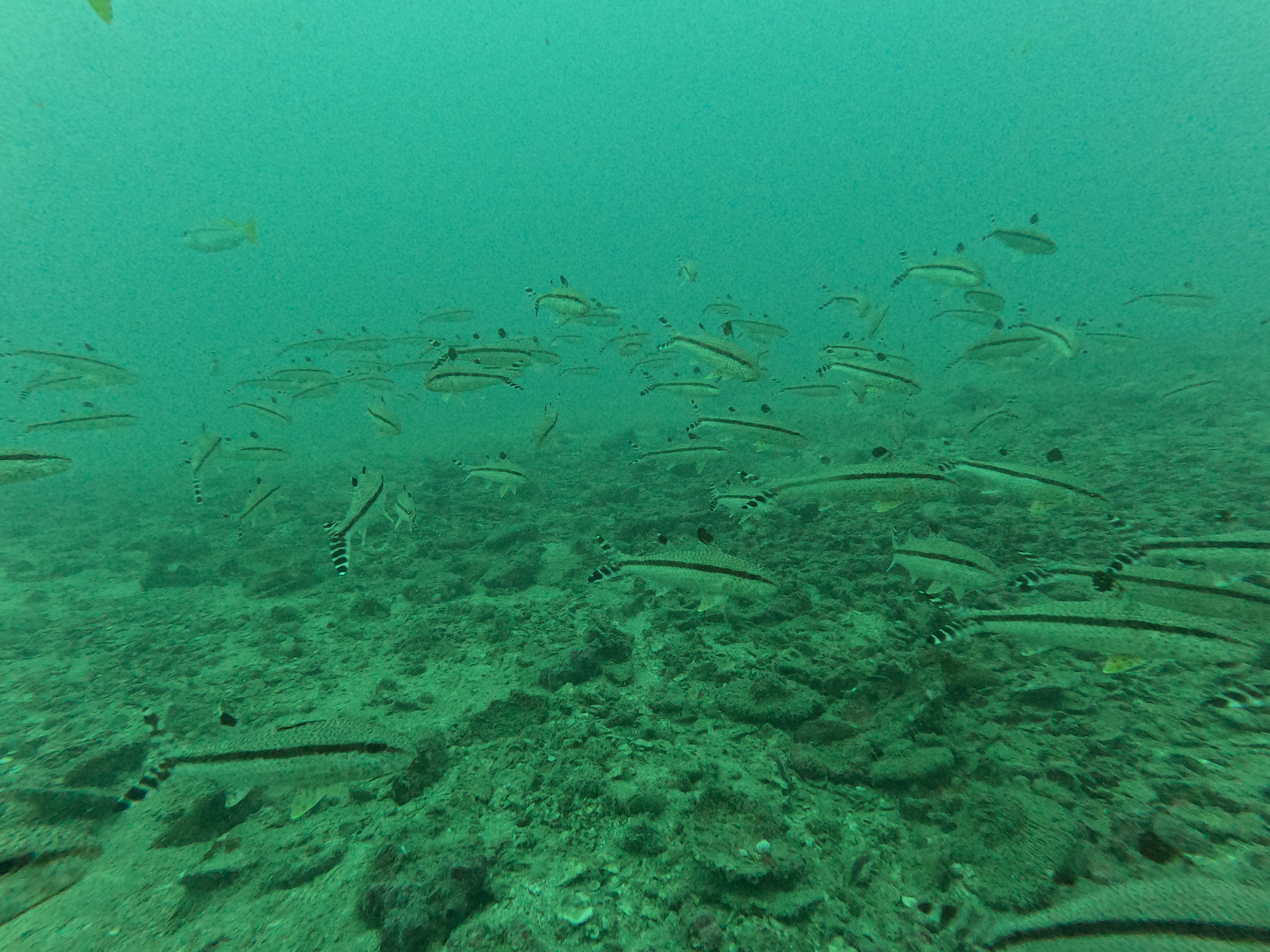 Sattakut - Shipwreck image 6