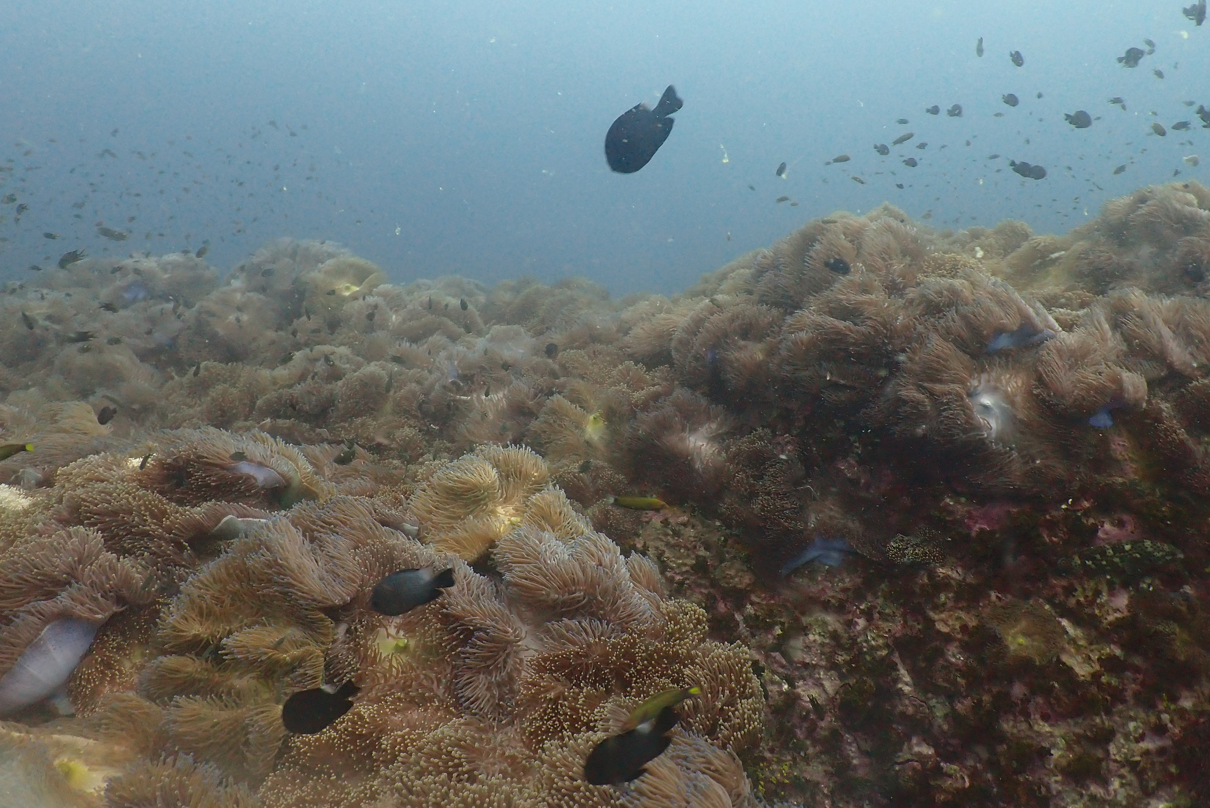 Southwest Pinnacle image 2