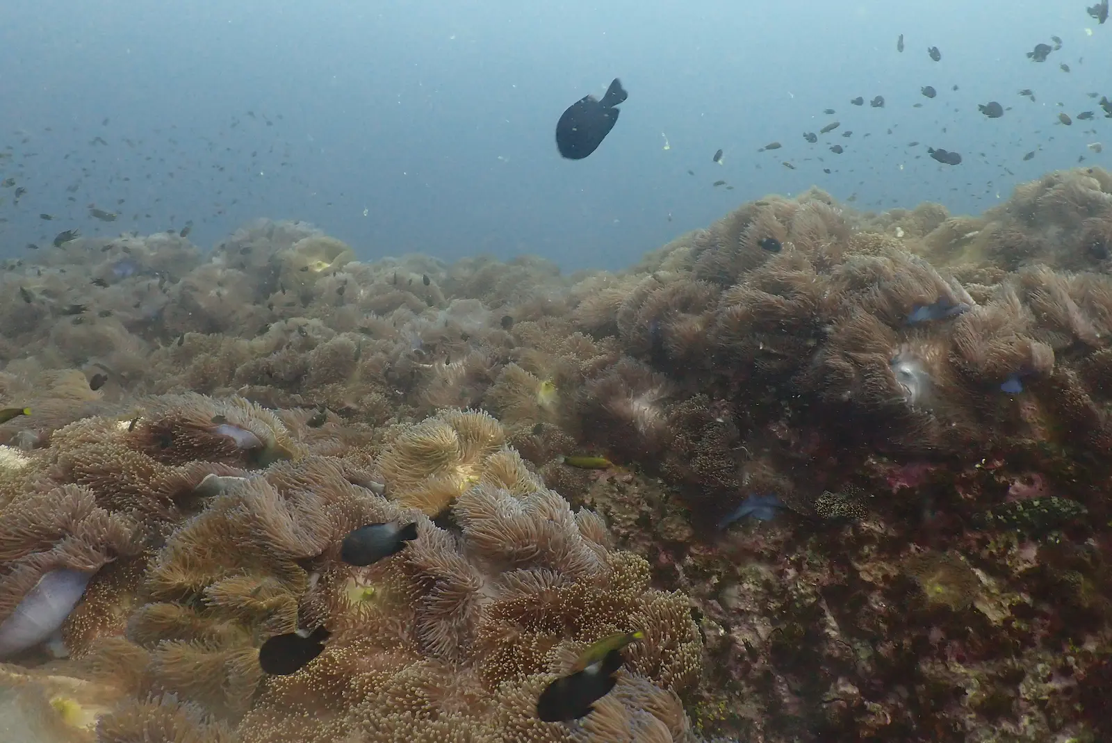 Southwest Pinnacle 1