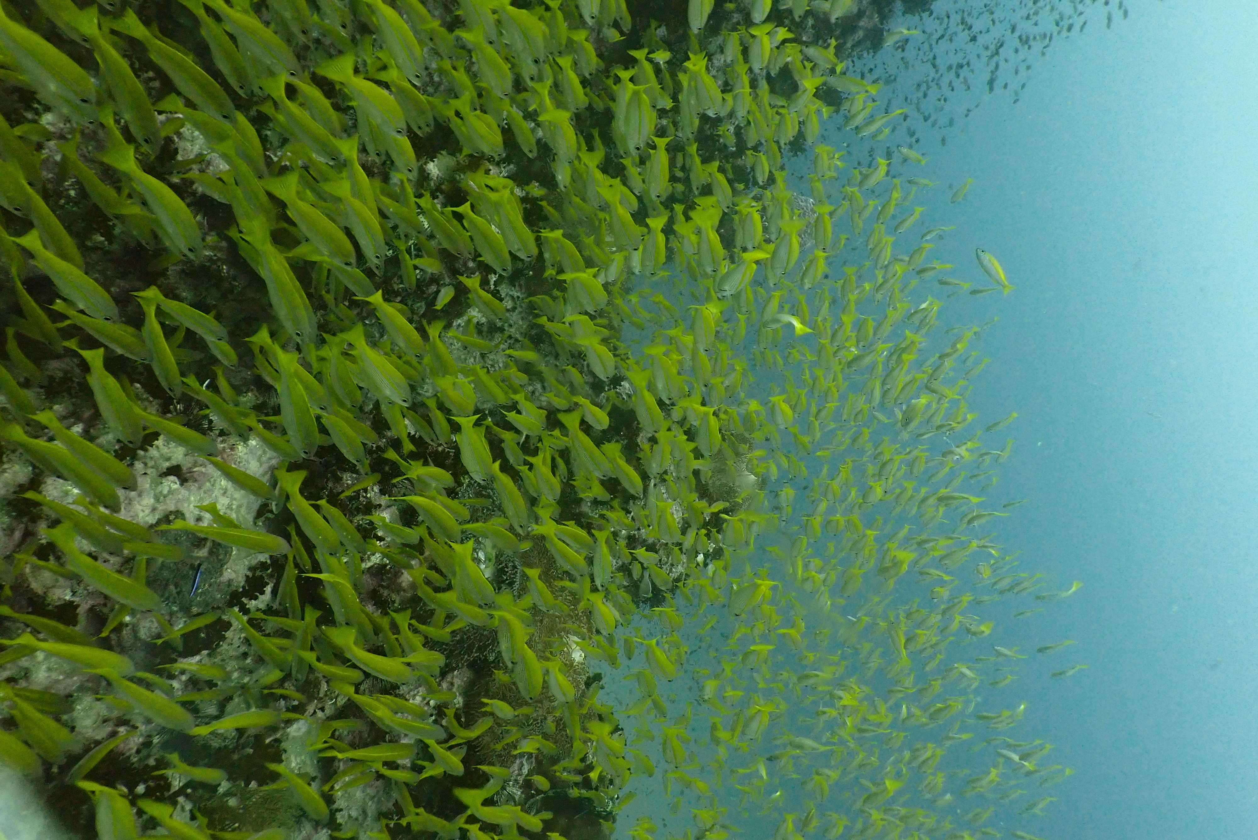 Southwest Pinnacle image 3