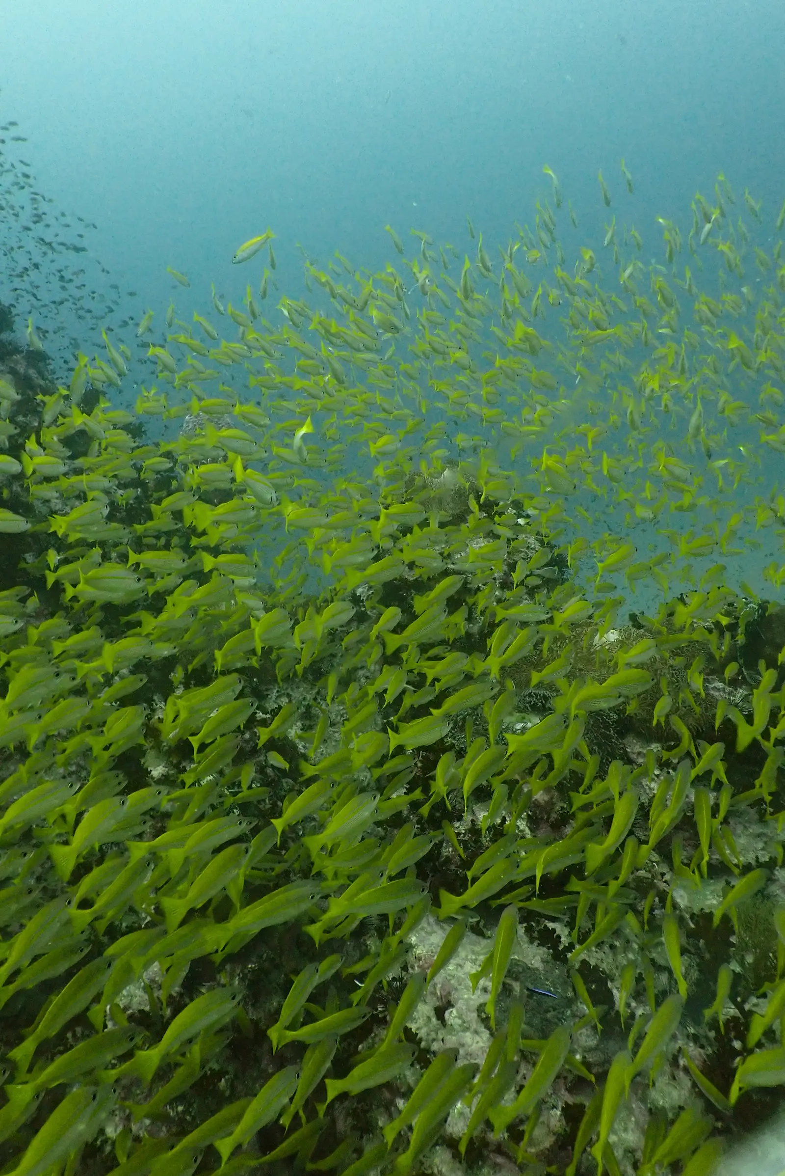 Southwest Pinnacle 2