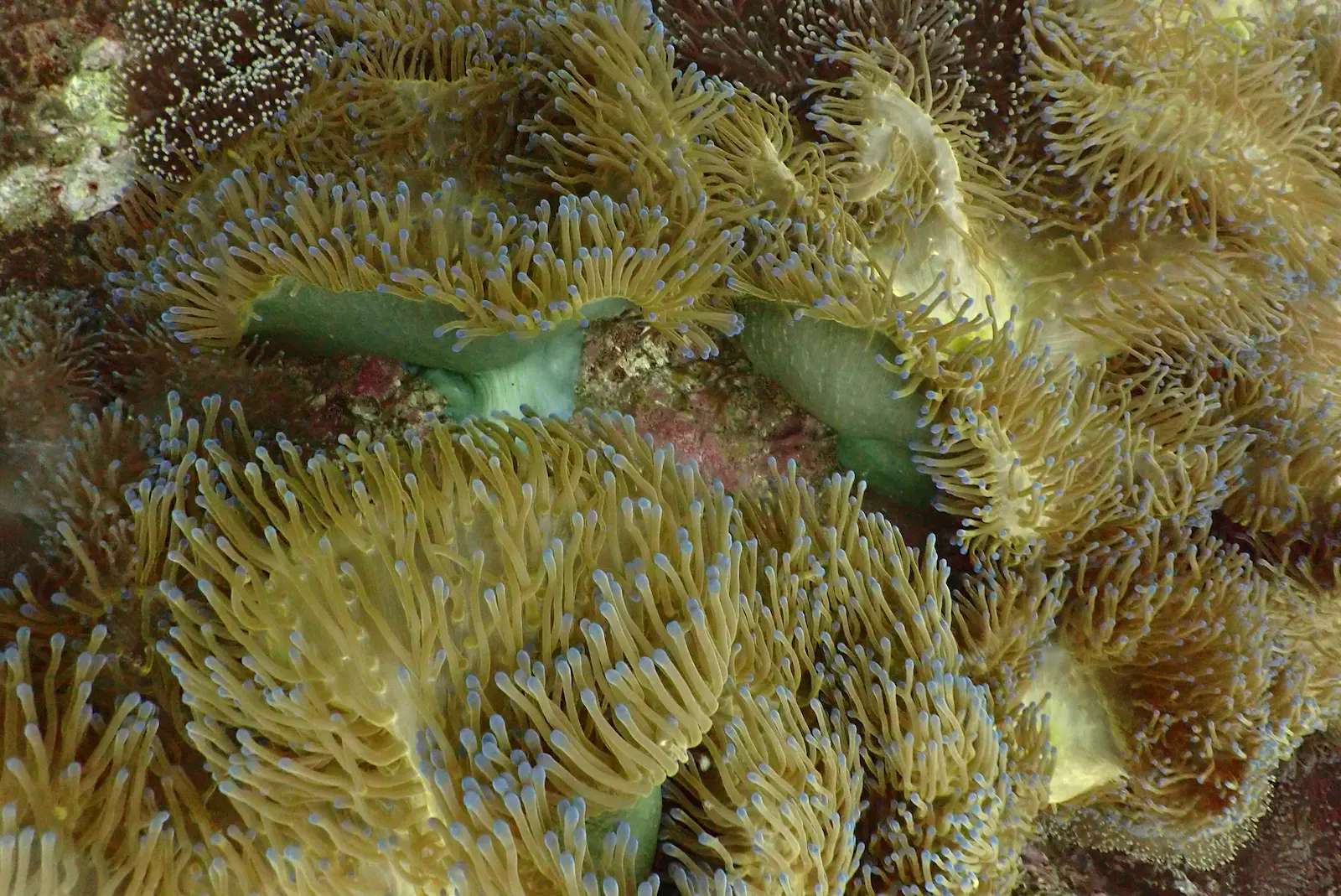 Southwest Pinnacle 3