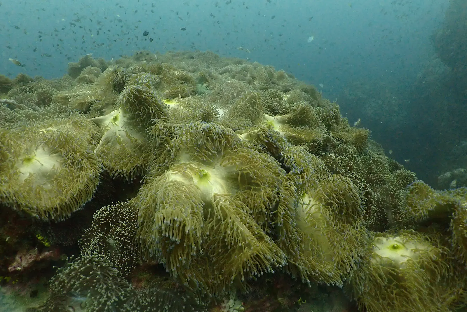 Southwest Pinnacle 4