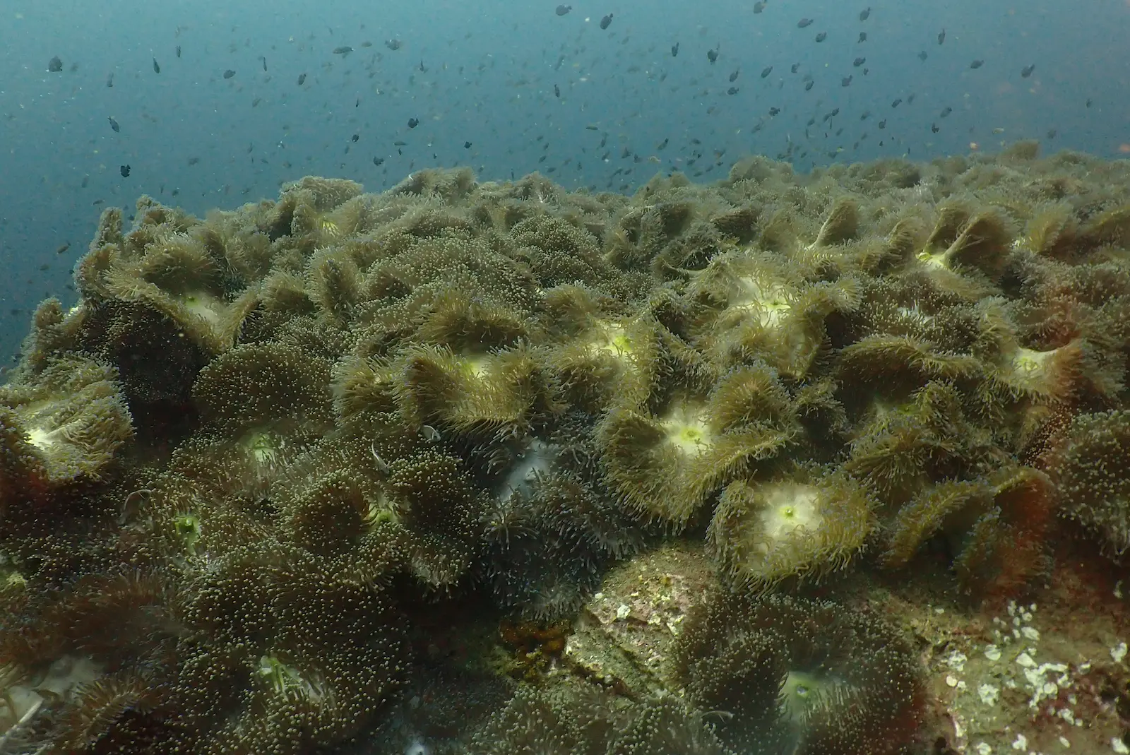 Southwest Pinnacle 5